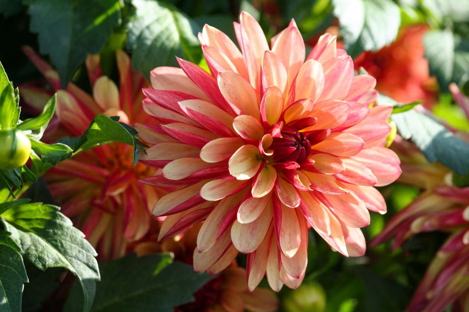 Dahlia 'Crazy Legs'